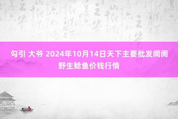 勾引 大爷 2024年10月14日天下主要批发阛阓野生鲶鱼价钱行情