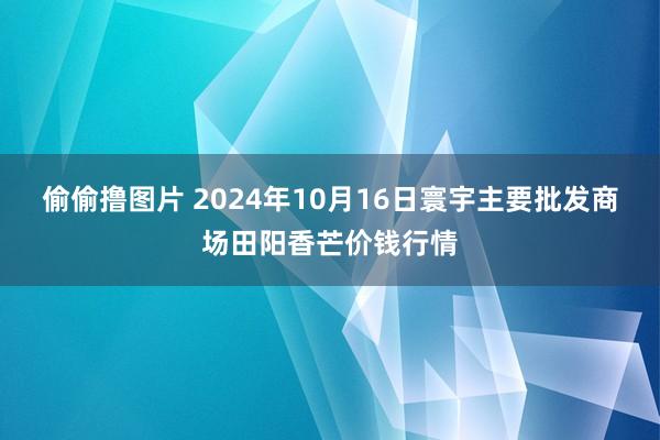 偷偷撸图片 2024年10月16日寰宇主要批发商场田阳香芒价钱行情